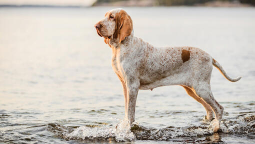 Bracco Italiano seisab vee lähedal