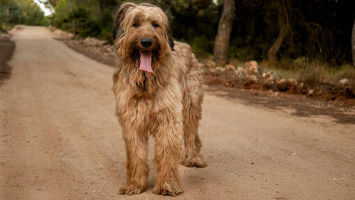 Briard seisab teel