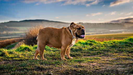 Bulldog seisab põllul