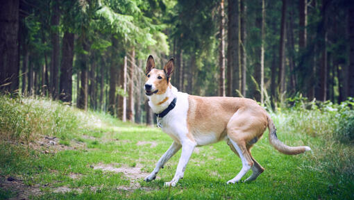 Siledakarvaline collie metsas