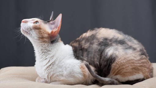 Cornish Rex kass lamab diivanil