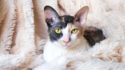 Cornish Rex kass lamab tekil