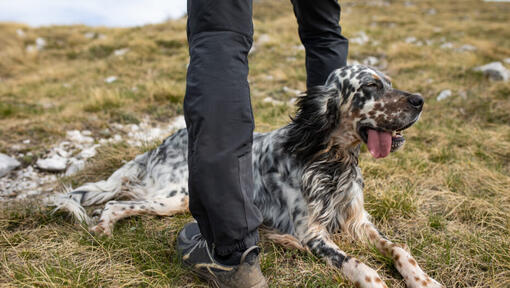 Inglise setter lamab maas.