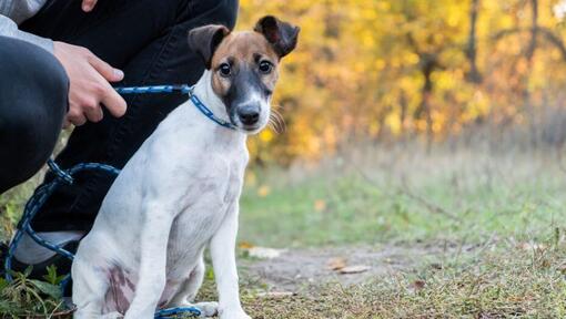 Smooth coated Fox Terrier sinise kraega