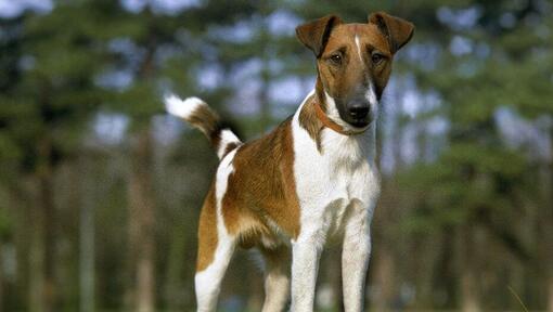 Smooth Coat Fox Terrier seisab metsas