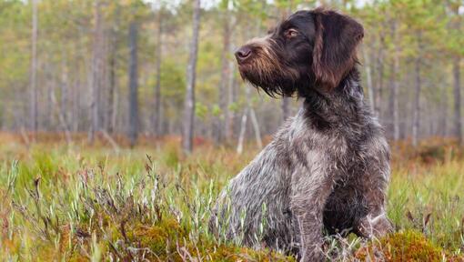 Saksa traatkarvaline pointer metsas