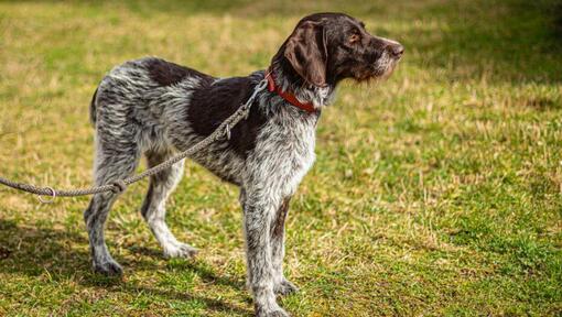 Saksa Wirehaired Pointer jalutusrihma otsas