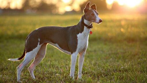 Greyhound seisab soojal suveõhtul põllul