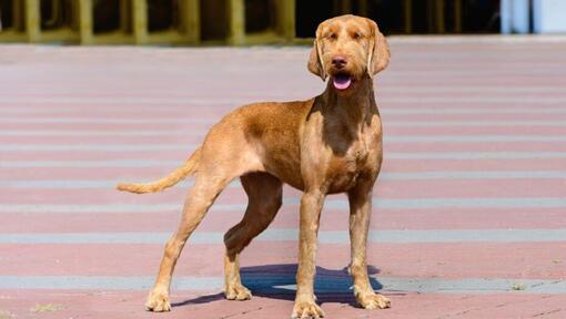 Ungari traatkarvaline vizsla jalutab linnas