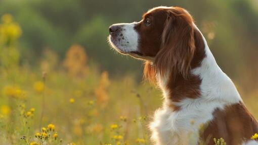 Iiri Red & White Setter seisab lilleväljal