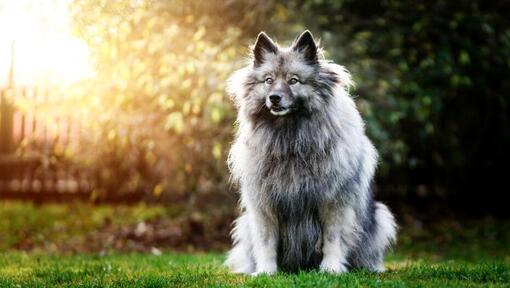 Keeshond seisab tagaaias