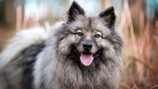 Keeshond, mille keel on püsti