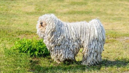 Komondor platsil