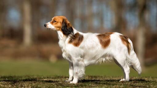 Kooikerhondje seisab soojal suvepäeval aias