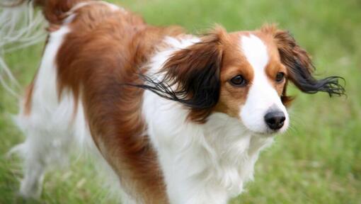 Kooikerhondje mängib hoovis