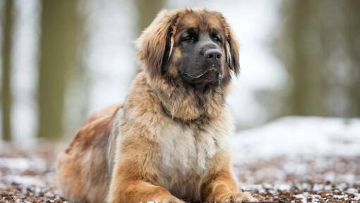 Leonberger lebab lumise metsa lähedal