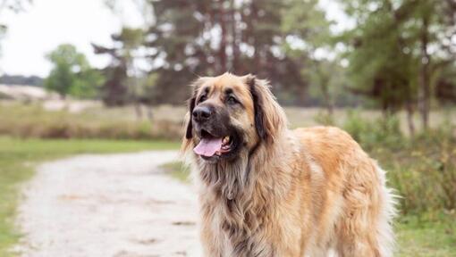 Leonberger seisab metsa lähedal rajal