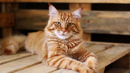 Ginger Maine Coon lebab laual