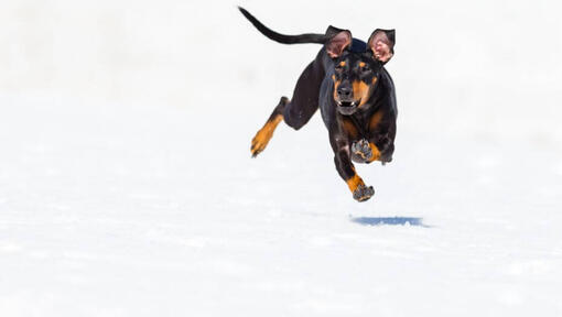 Koer jookseb kiiresti lumel