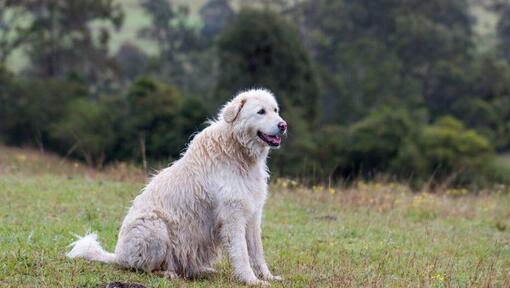 Maremma lambakoer seisab metsa lähedal