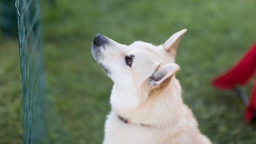 Norralane Buhund seisab hoovis ja vaatab edasi