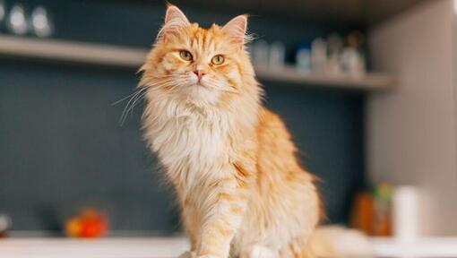 Pärsia pikakarvaline kass seisab köögis