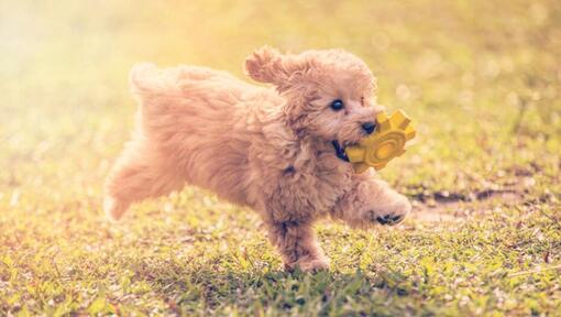 Poodle Toy mängib ja hüppab aias soojal suvepäeval