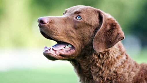 Siniste silmadega Chesapeake'i lahe retriiver