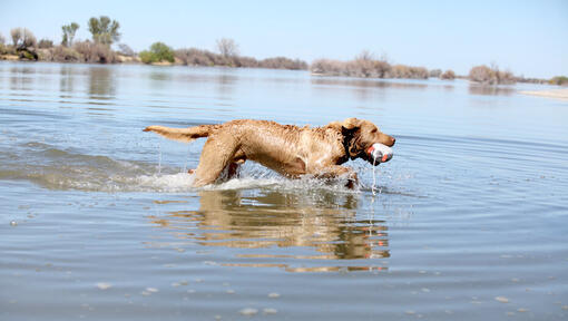 Chesapeake'i lahe retriiver vees