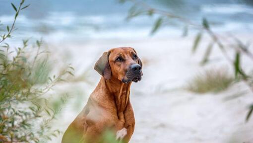 Rhodesian Ridgeback rannas