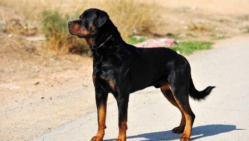 Rottweiler seisab teel