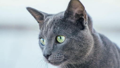 Vene sinine kass vaatab kedagi