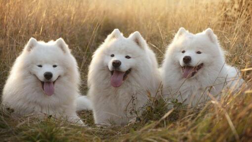 Kolm samojeedi koera põllul lebamas