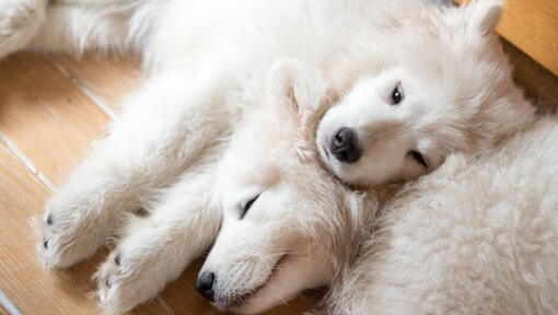 Kaks samojeedi koera magavad