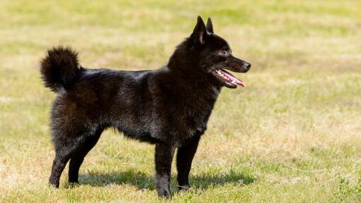 Schipperke seisab murul