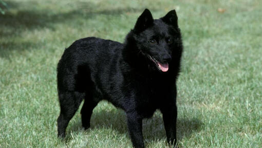 Schipperke seisab murul ja vaatab edasi