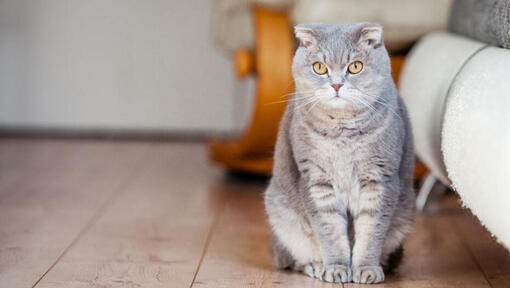 Scottish Foldi kass seisab põrandal