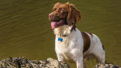 Spaniel (Welsh Springer) seisab vee lähedal