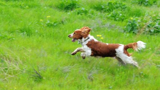 Spaniel (Welsh Springer) jookseb rohuga põllul
