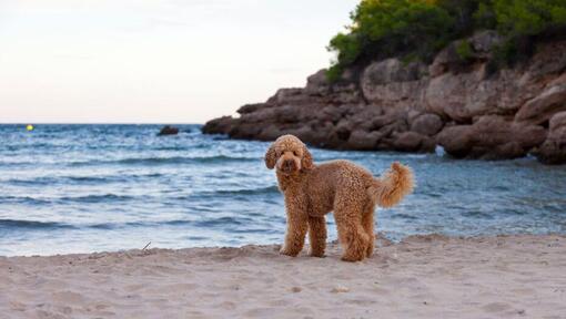 Koer seisab mere kaldal