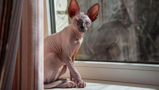 Sfinksi kass seisab aknalaual