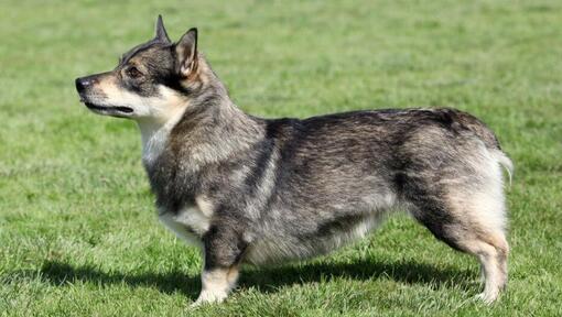 Rootsi Vallhund seisab murul