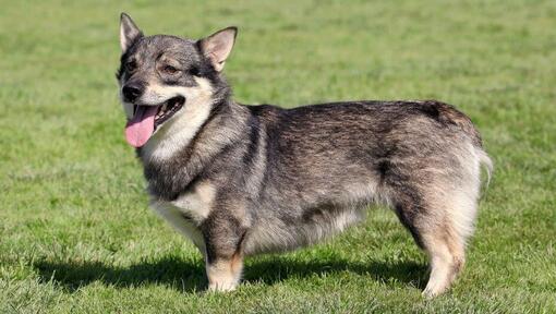 Rootsi Vallhund seisab murul ja naeratab