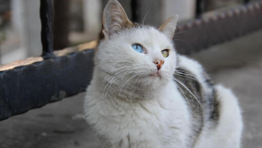 Türgi vani kass istub rõdul