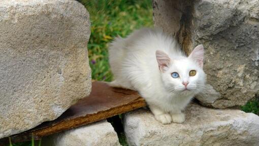 Türgi van kass istub aias