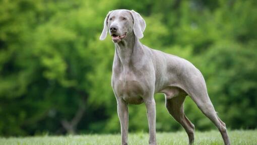 Weimaraner metsas