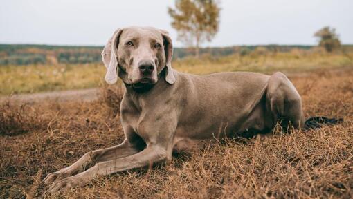 Weimaraner lamab põllul