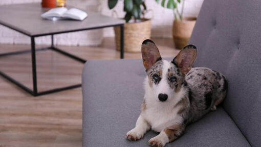 Welsh Corgi lamas diivanil