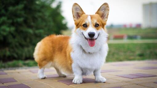 Welsh Corgi seisab ja ootab edasi