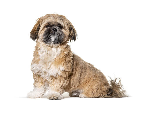 Shih-tzu mobiil